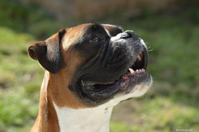 The Ultimate A-Z Dog Breed Guide – 150+ Breeds with Photos