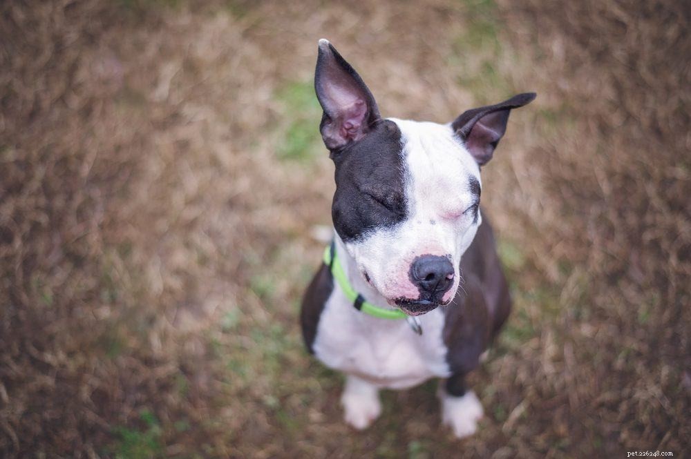 The Ultimate A-Z Dog Breed Guide – 150+ Breeds with Photos