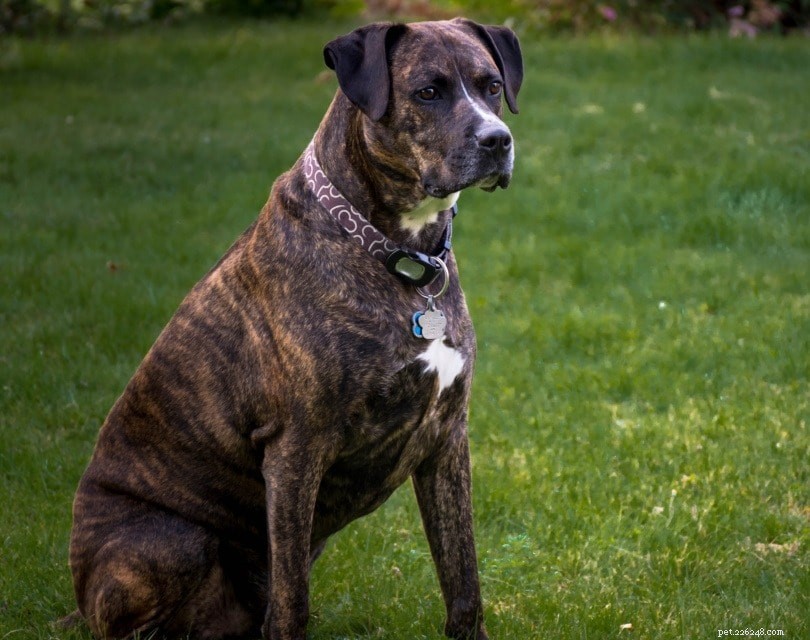 The Ultimate A-Z Dog Breed Guide – 150+ Breeds with Photos