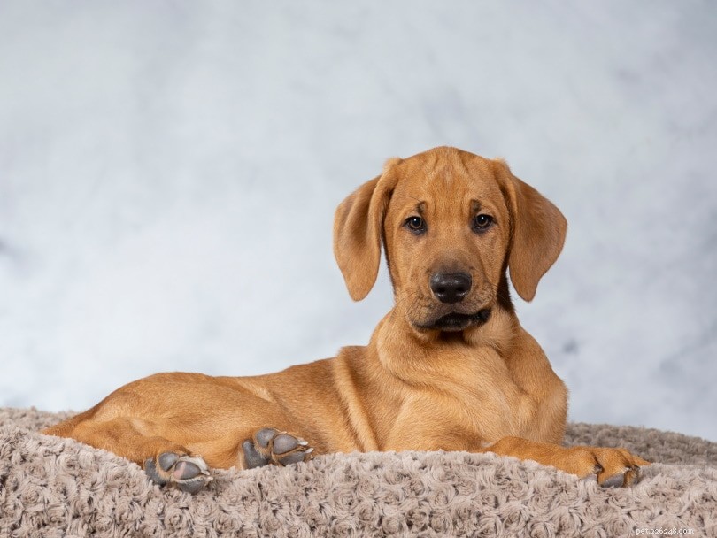The Ultimate A-Z Dog Breed Guide – 150+ Breeds with Photos