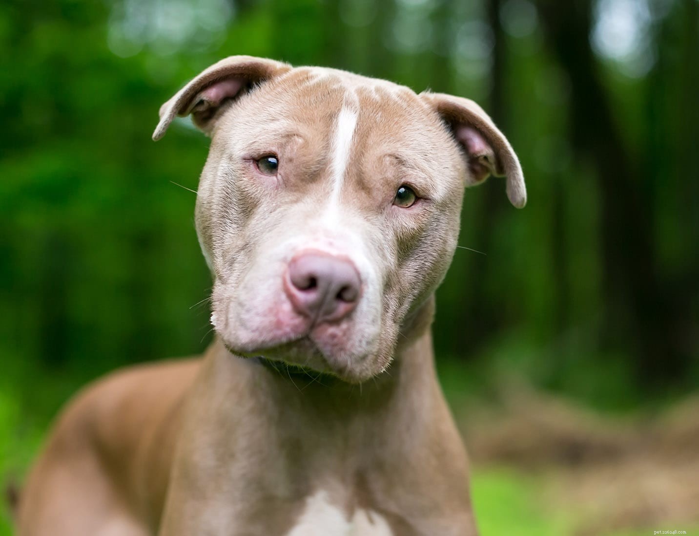 The Ultimate A-Z Dog Breed Guide – 150+ Breeds with Photos