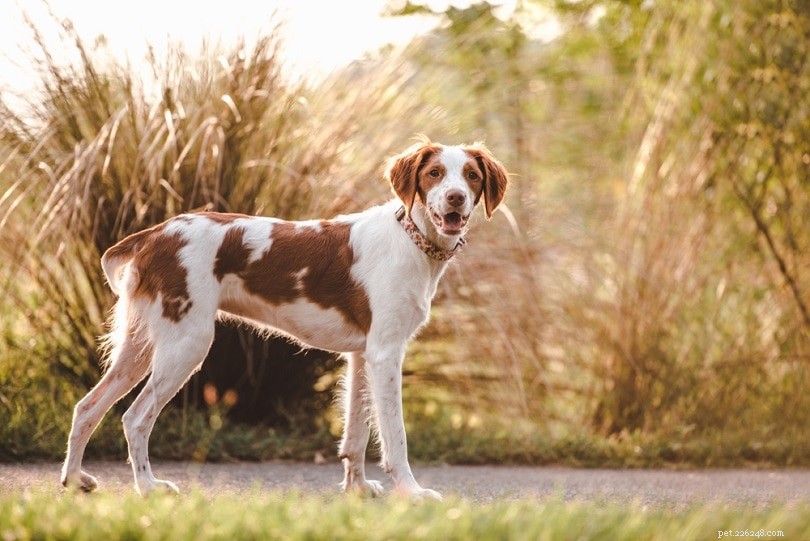 The Ultimate A-Z Dog Breed Guide – 150+ Breeds with Photos