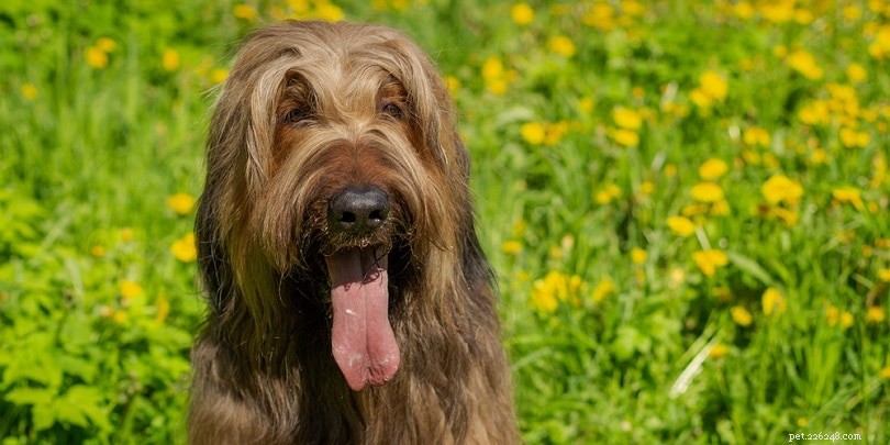 The Ultimate A-Z Dog Breed Guide – 150+ Breeds with Photos