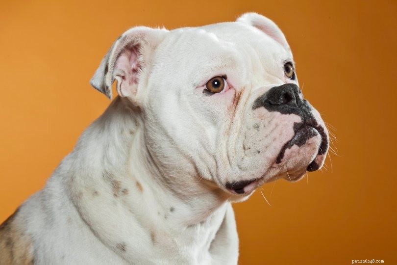 The Ultimate A-Z Dog Breed Guide – 150+ Breeds with Photos
