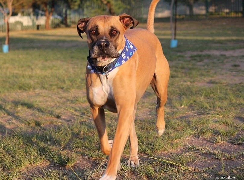 The Ultimate A-Z Dog Breed Guide – 150+ Breeds with Photos