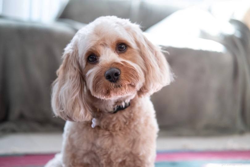 The Ultimate A-Z Dog Breed Guide – 150+ Breeds with Photos