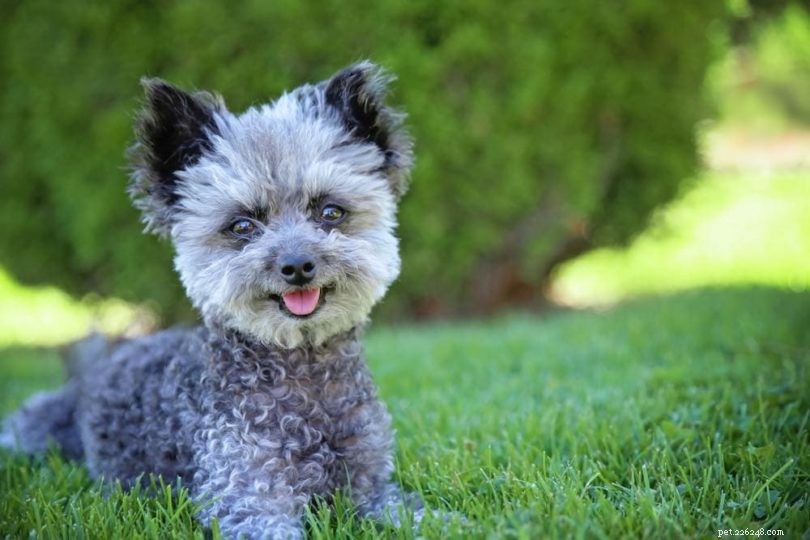 The Ultimate A-Z Dog Breed Guide – 150+ Breeds with Photos