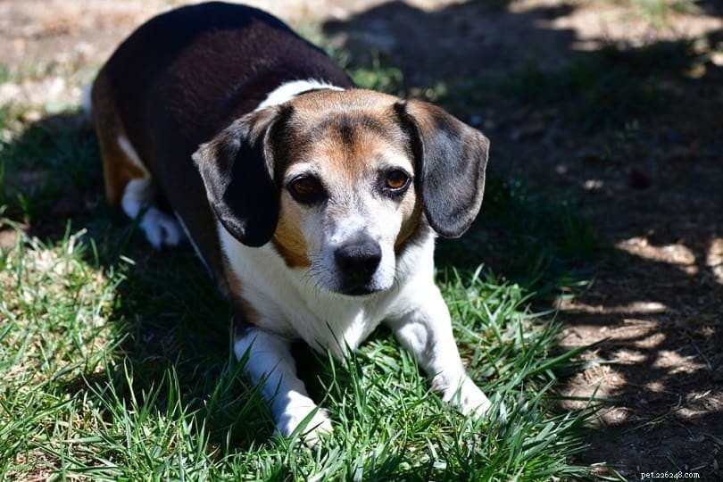 The Ultimate A-Z Dog Breed Guide – 150+ Breeds with Photos