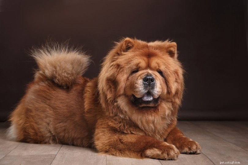 The Ultimate A-Z Dog Breed Guide – 150+ Breeds with Photos