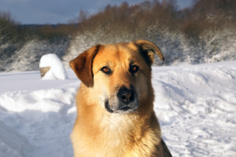 The Ultimate A-Z Dog Breed Guide – 150+ Breeds with Photos