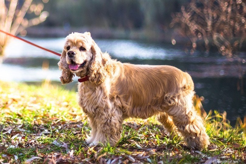 The Ultimate A-Z Dog Breed Guide – 150+ Breeds with Photos