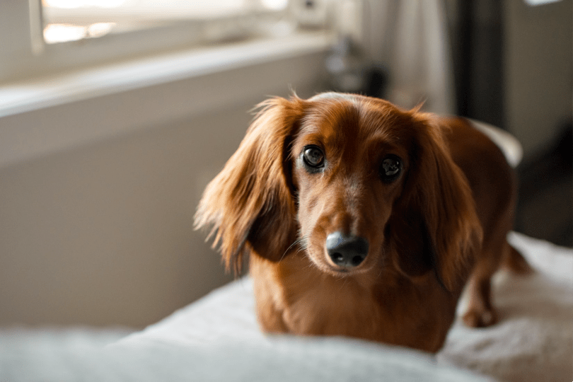 The Ultimate A-Z Dog Breed Guide – 150+ Breeds with Photos