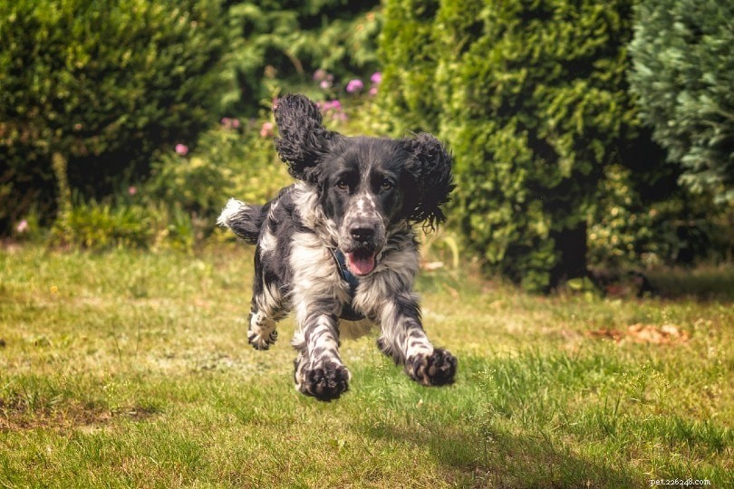 The Ultimate A-Z Dog Breed Guide – 150+ Breeds with Photos