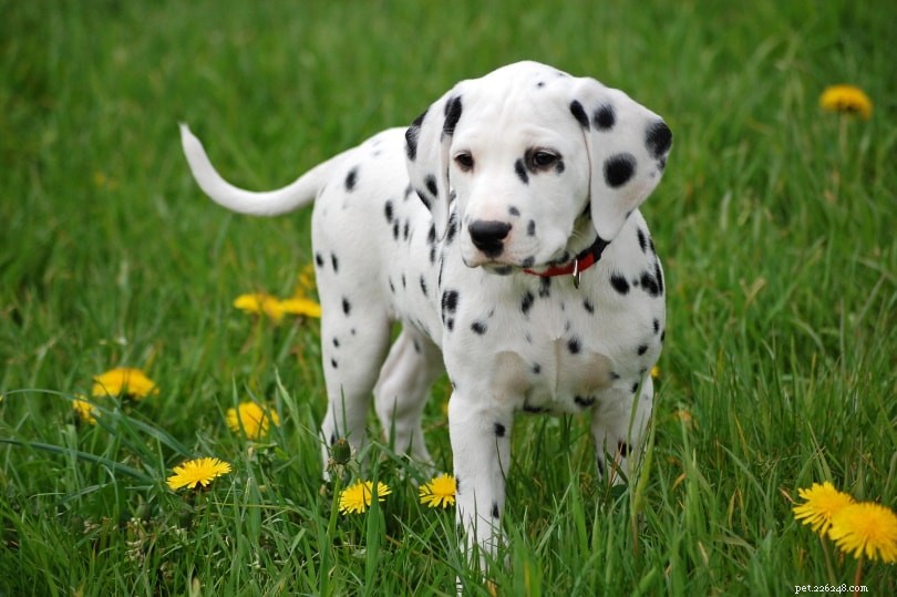 The Ultimate A-Z Dog Breed Guide – 150+ Breeds with Photos