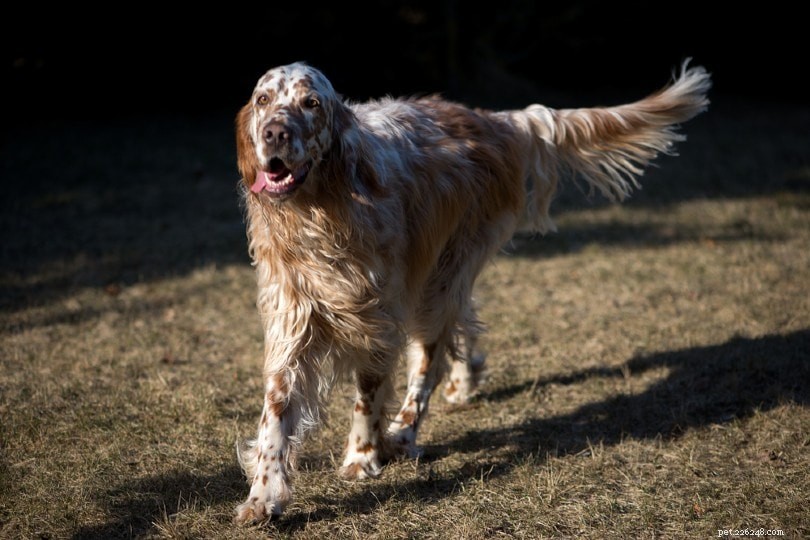The Ultimate A-Z Dog Breed Guide – 150+ Breeds with Photos