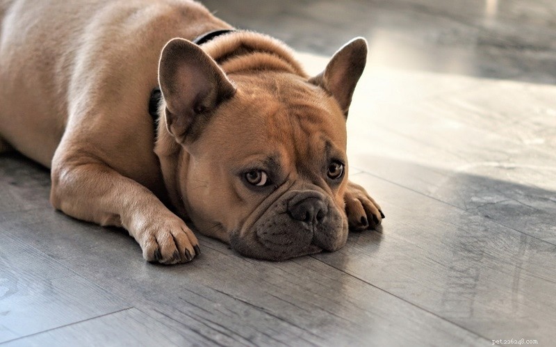 The Ultimate A-Z Dog Breed Guide – 150+ Breeds with Photos