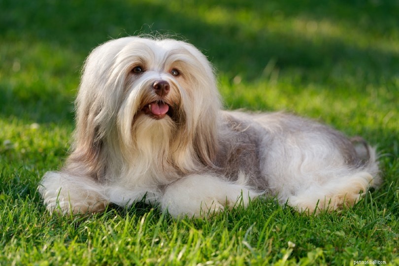 The Ultimate A-Z Dog Breed Guide – 150+ Breeds with Photos