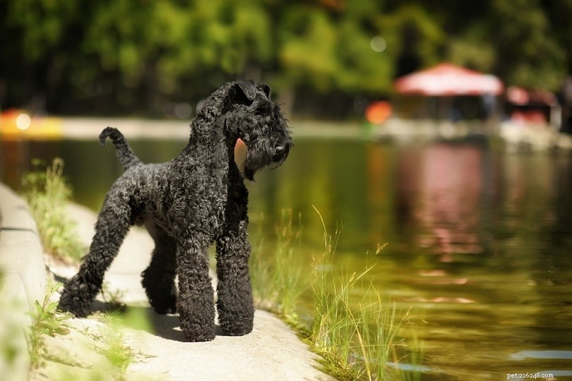 The Ultimate A-Z Dog Breed Guide – 150+ Breeds with Photos
