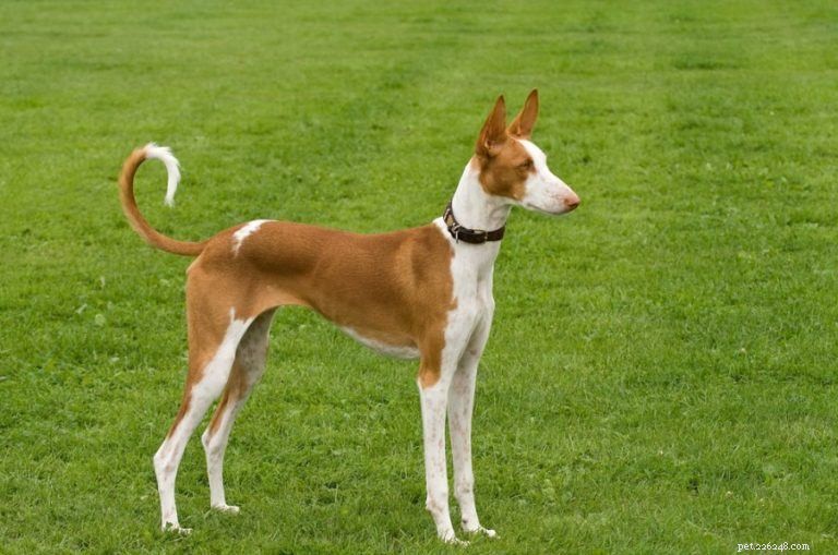 The Ultimate A-Z Dog Breed Guide – 150+ Breeds with Photos