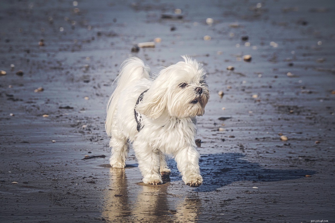 The Ultimate A-Z Dog Breed Guide – 150+ Breeds with Photos