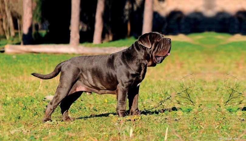 The Ultimate A-Z Dog Breed Guide – 150+ Breeds with Photos