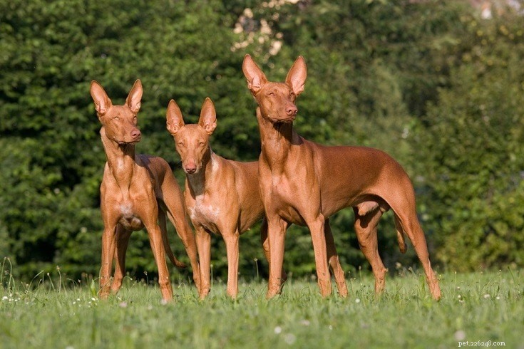 The Ultimate A-Z Dog Breed Guide – 150+ Breeds with Photos