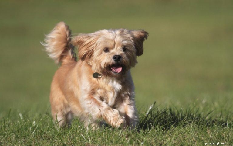 The Ultimate A-Z Dog Breed Guide – 150+ Breeds with Photos