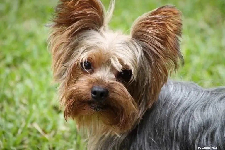 The Ultimate A-Z Dog Breed Guide – 150+ Breeds with Photos