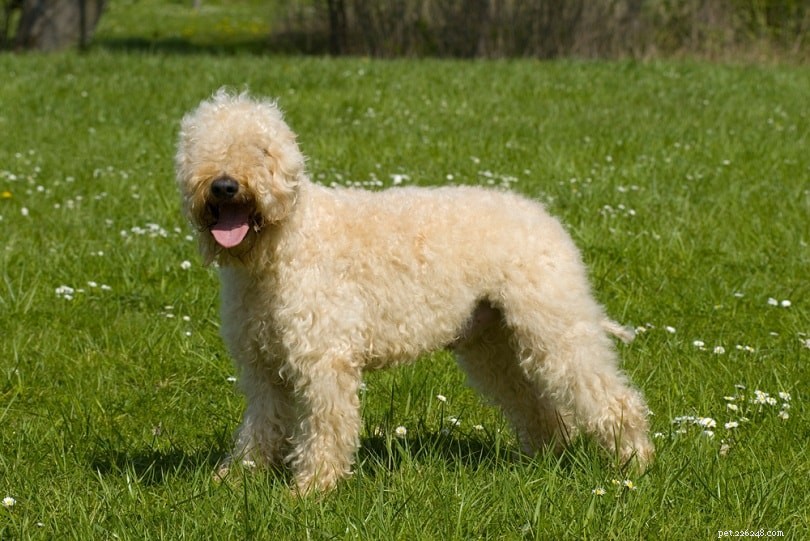 The Ultimate A-Z Dog Breed Guide – 150+ Breeds with Photos