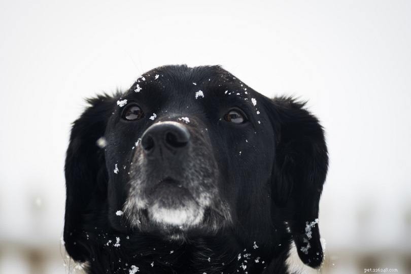 The Ultimate A-Z Dog Breed Guide – 150+ Breeds with Photos