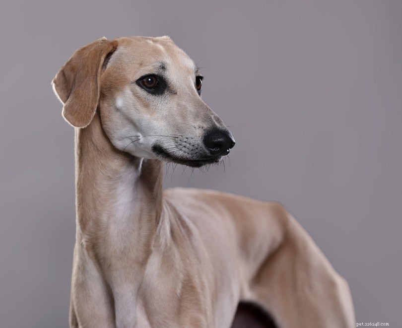The Ultimate A-Z Dog Breed Guide – 150+ Breeds with Photos