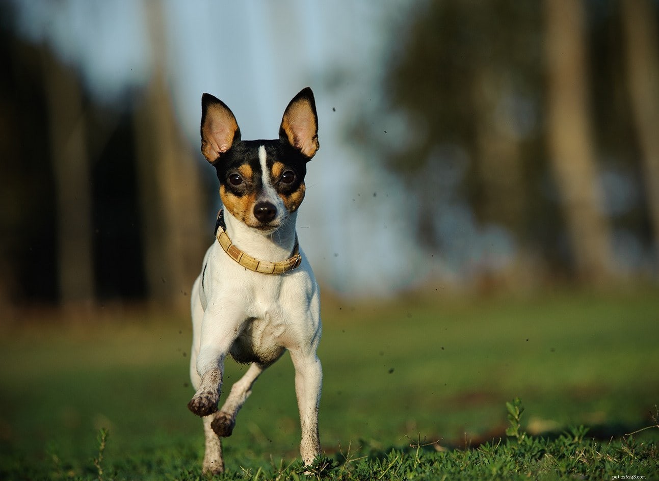 The Ultimate A-Z Dog Breed Guide – 150+ Breeds with Photos