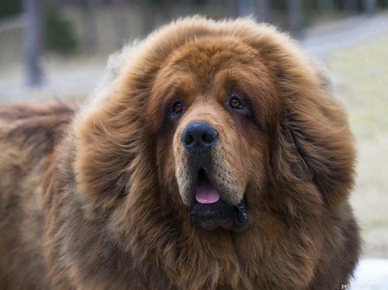 The Ultimate A-Z Dog Breed Guide – 150+ Breeds with Photos