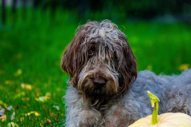 The Ultimate A-Z Dog Breed Guide – 150+ Breeds with Photos