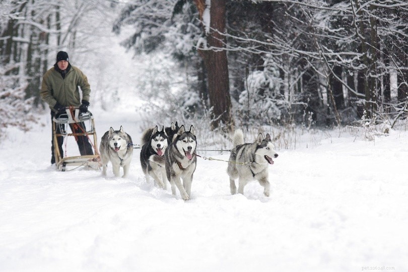 12 Powerful Sled Dog Breeds: Strength, Endurance, and Ideal Pet Choices