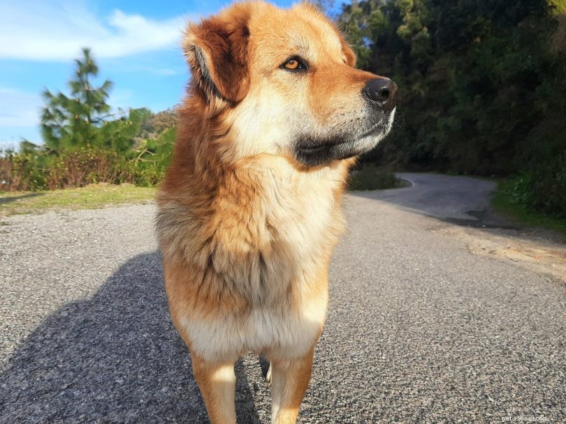12 Powerful Sled Dog Breeds: Strength, Endurance, and Ideal Pet Choices