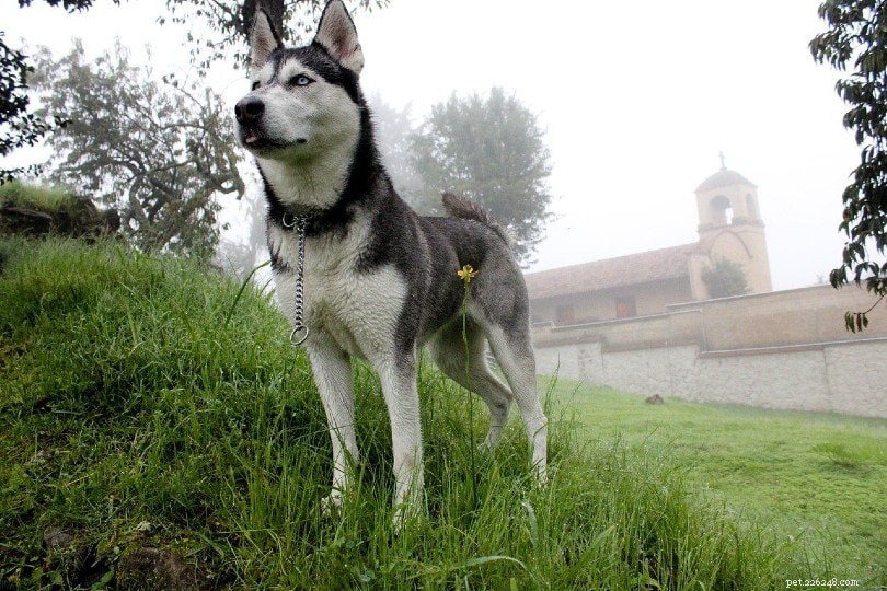 12 Powerful Sled Dog Breeds: Strength, Endurance, and Ideal Pet Choices