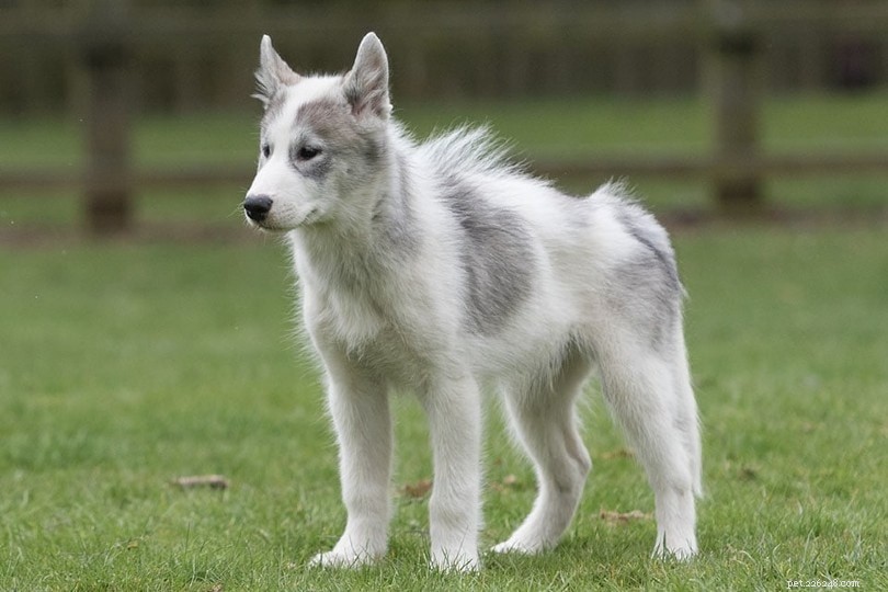 12 Powerful Sled Dog Breeds: Strength, Endurance, and Ideal Pet Choices