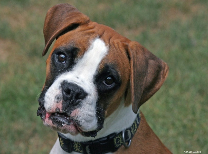 Why Dogs Tilt Their Heads: 6 Common Reasons Explained
