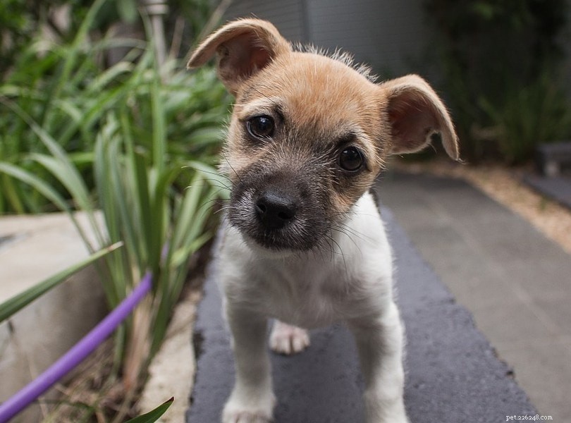 Why Dogs Tilt Their Heads: 6 Common Reasons Explained