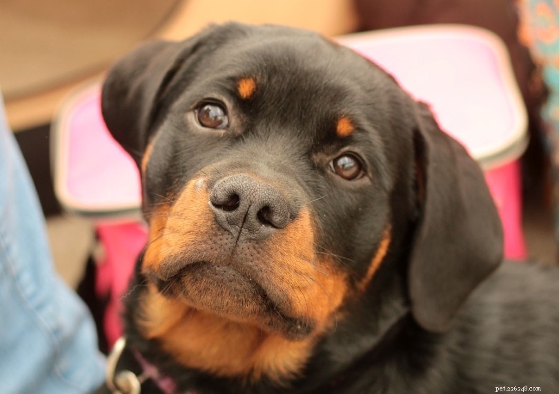 Why Dogs Tilt Their Heads: 6 Common Reasons Explained