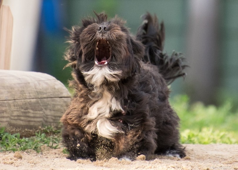 Why Do Dogs Howl? 8 Expert-Backed Reasons & How to Stop It