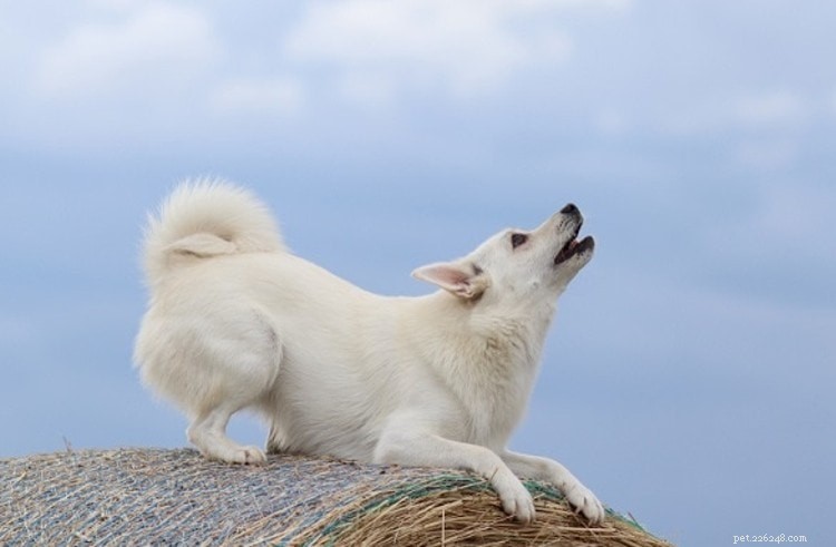 Why Do Dogs Howl? 8 Expert-Backed Reasons & How to Stop It