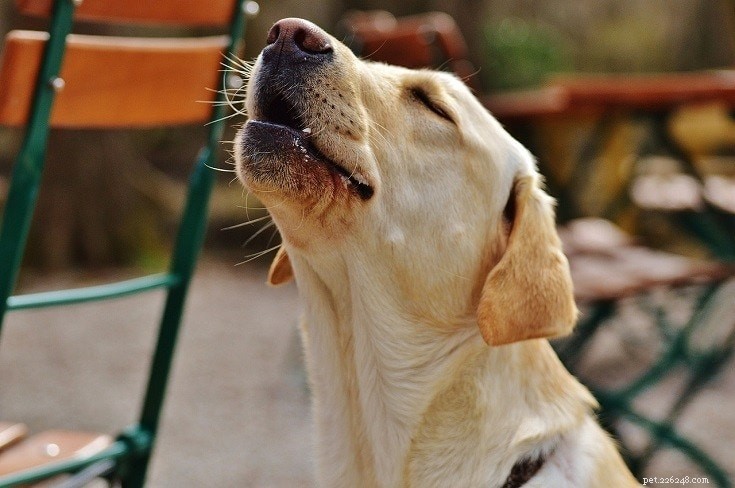 Why Do Dogs Howl? 8 Expert-Backed Reasons & How to Stop It