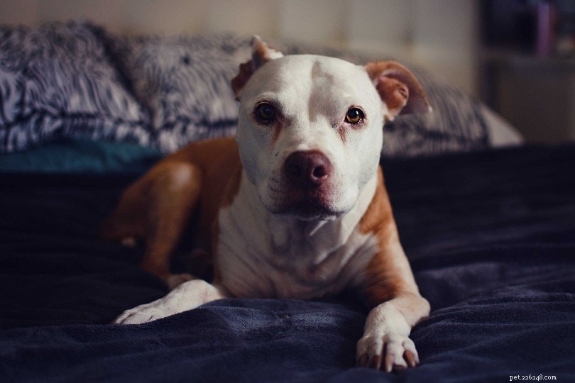 Eight Scientifically Proven Benefits of Sleeping Beside Your Dog