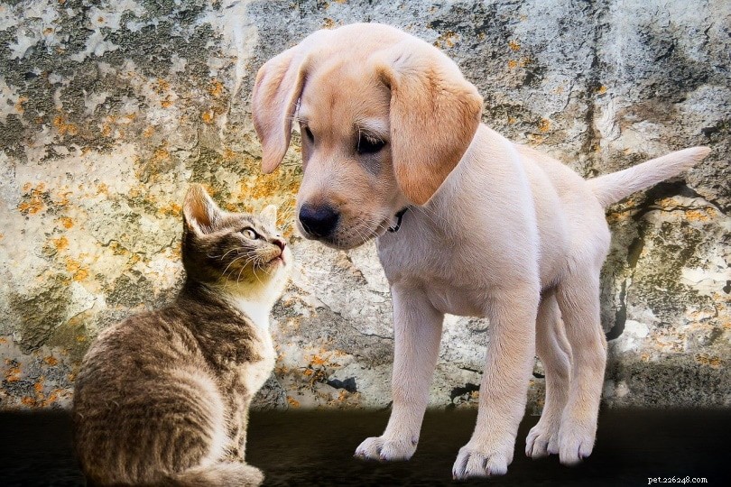 7 Expert Tips for a Smooth Kitten‑Dog Introduction