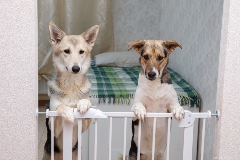 7 Expert Tips for a Smooth Kitten‑Dog Introduction