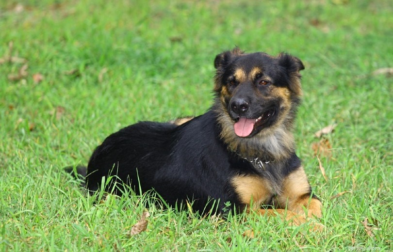 Old German Shepherd Dog – Classic Companion and Working Canine