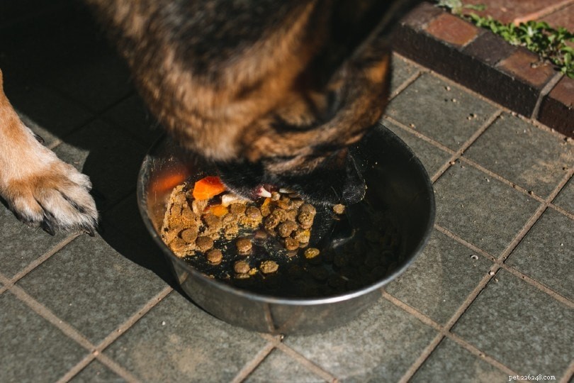 Old German Shepherd Dog – Classic Companion and Working Canine