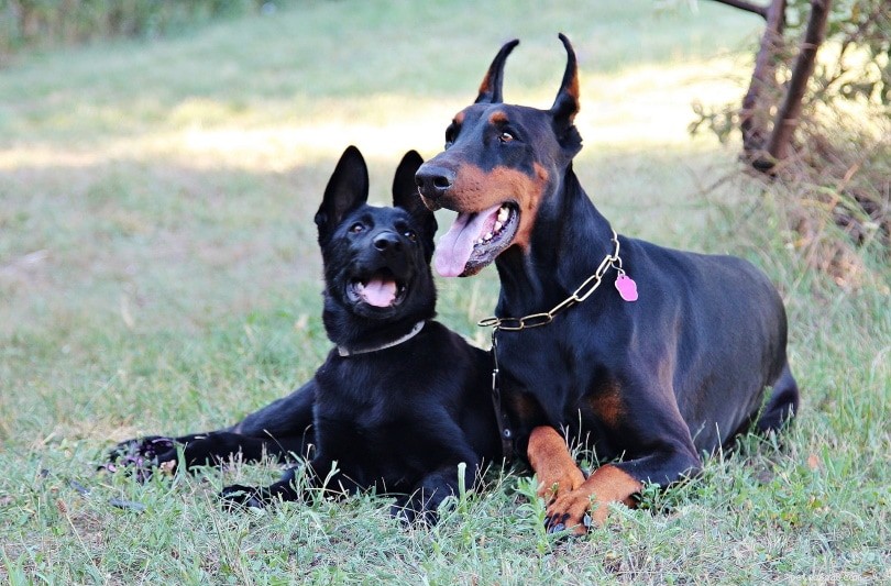 Old German Shepherd Dog – Classic Companion and Working Canine